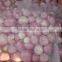 Small Package Peeled Shallot for export