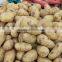 Price of fresh potatoes