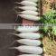 White Radish /green radish wholsale