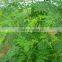 Best Selling GMP Certified Natural Moringa Dry Leaf Powder
