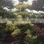 Bougainvillea spectabilis