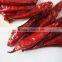 High Quality Chaotian Chilli