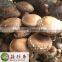 Wholesale shiitake mushroom growing in logs
