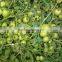 Marina F1 (PELLETED) Hybrid Tomato Seeds