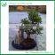 Ficus Bonsai Tree Sale