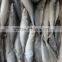 Frozen Fish Mackerel