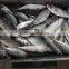 Frozen Fresh Seafood Big Eye Horse Mackerel