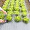 PP Woven Plastic Weed Mat/ground Cover /weed Barrier Mat for Agriculture