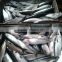 best quality frozen fish (frozen mackerel )