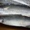 2015 frozen spanish mackerel whole round