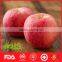 Chinese fresh honey fuji apple market price