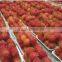Vietnam Rambutan Fruit