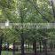 Ginkgo biloba L