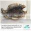 Wholesale frozen fish tilapia