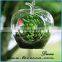 Clear Hanging Hanging 4 Inch Round Ball Air Plant Terrarium Globe