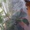 Cheap 18x16 mesh fiberglass window screen/galvanized window screen