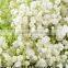 high quality export fresh cut flowers gypsophila Babybreath for wedding decoration from china