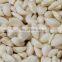 Garlic Separating Peeling Machine Processing Machine Production Line