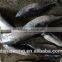 .Frozen bonito Auxis tapeionsoma wholesale 20 kg / bag