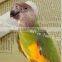 Eco-friendly pet bird used grave sand paper for bird cage