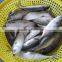 Large quatity Frozen Indian Mackerel whole round is coming