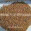 Feed sorghum of hybird color