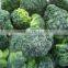 IQF Frozen spinach ball with high quality