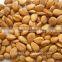 Youyi Type Bulk Sweet Apricot Kernels with good quality for Sales