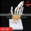 Life-size hand joint with ligaments