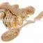 Ginger Powder Ginger Root Extract Powder KOSHER certificate 10years Experience