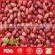 Peanut kernel in red shell for wholesale