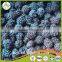 Sell China Frozen Blackberry Fruit, Frozen berries Grade A