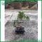 Evergreen Tree s Shape Mini Bonsai