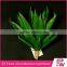 Indoor Ornamental Tropical Green Foliage Plants Sale