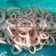Frozen IQF fresh IQF new produced squid ring