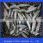 frozen sardine for bait and canning