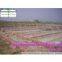 High Tunnel Greenhouses from China