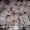 New Crop Fresh Chinese Pure White Garlic (5.0cm, 5.5cm, 6.0cm)Box packing