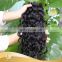 hot beauty new arrival Italian wave water wave top grade human hair extensions