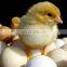 Automatic Chicken Egg Incubator Hatching Machine/Mini Egg Incubator With CE