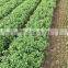 Wholesale Dried Stevia Leaf/ Stevia Rebaudiana/ Sugar Leaf with High Quality from Vietnam