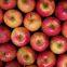 Fresh Royal Gala Red sweet apple fresh fruits