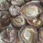 Lentinula edodes