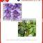 Hot cheap wholesale long style westeria artificial garden flowers ,wedding decorations
