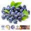 Health Food Supplement pure nature bilberry extract Anthocyanidins Acai Powder Bulk