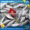 Fresh seafrozen horse mackerel whole round