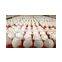 Farm fresh Eggs Exporter