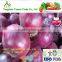 Fresh Yellow/Red Onion Supplier/Producer/Farmer
