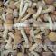 Greenhouse advanced production Cultivation fresh white button mushroom