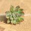 Echeveria Pulidonis of Succulent Plants